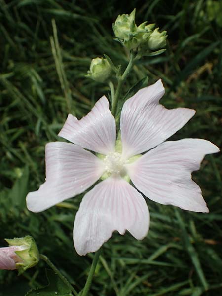 Malva thuringiaca \ Thringer Strauchpappel / Thuringian Mallow, A Weinviertel,  Goggendorf 10.7.2023