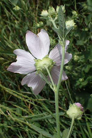 Malva thuringiaca \ Thringer Strauchpappel / Thuringian Mallow, A Weinviertel,  Goggendorf 10.7.2023