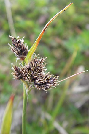 Luzula sudetica \ Sudeten-Hainsimse / Sudetan Wood-Rush, A Kärnten/Carinthia, Petzen 2.7.2010