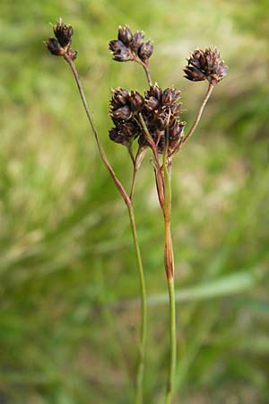 Luzula alpina \ Alpen-Hainsimse / Alpine Wood-Rush, A Malta - Tal / Valley 19.7.2010