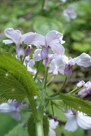 Lunaria rediviva \ Wildes Silberblatt, Wilde Mondviole, A Kärnten, Gallizien 18.5.2016