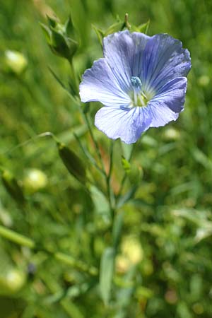 Linum usitatissimum \ Echter Lein, A Weikersdorf am Steinfeld 2.7.2020