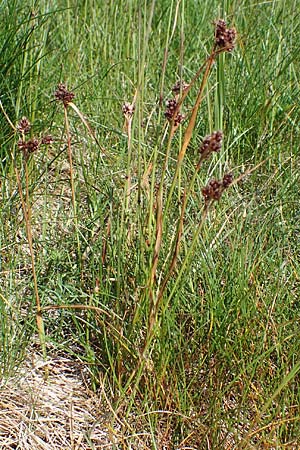 Luzula sudetica / Sudetan Wood-Rush, A Wölzer Tauern, Kleiner Zinken 24.7.2021