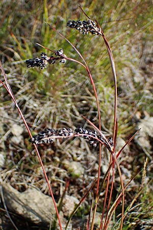 Luzula spicata \ Hainsimse, A Wölzer Tauern, Kleiner Zinken 24.7.2021