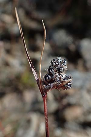 Luzula spicata \ Hainsimse, A Wölzer Tauern, Kleiner Zinken 24.7.2021