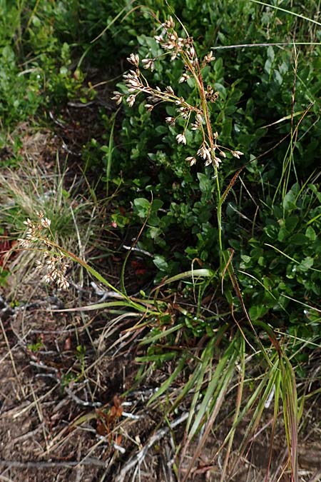 Luzula luzuloides subsp. cuprina \ Weiliche Hainsimse / White Wood-Rush, A Seckauer Tauern, Brandstätter Törl 27.7.2021