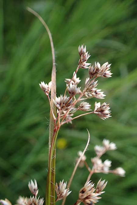 Luzula luzuloides subsp. cuprina / White Wood-Rush, A Seckauer Tauern, Brandstätter Törl 27.7.2021