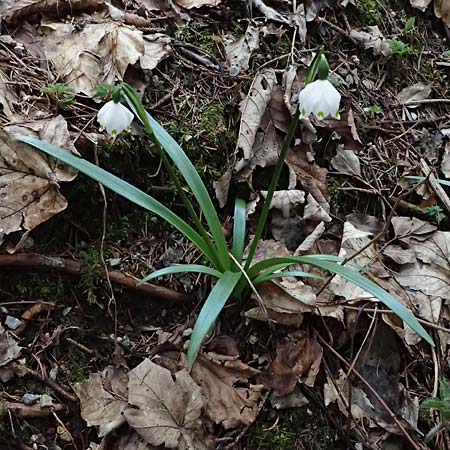 Leucojum vernum \ Frhlings-Knotenblume, Mrzenbecher / Spring Snowflake, A Kärnten/Carinthia, St. Paul im Lavanttal 8.3.2024