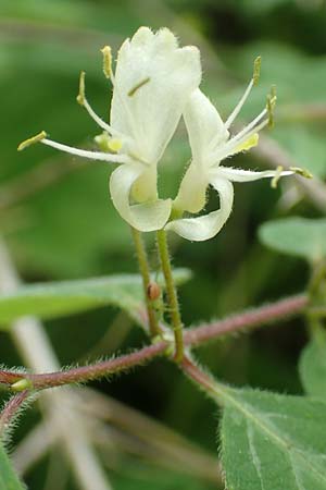 Lonicera xylosteum \ Rote Heckenkirsche / Fly Honeysuckle, A Kärnten/Carinthia, St. Paul im Lavanttal 16.5.2016