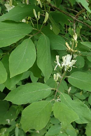 Lonicera xylosteum \ Rote Heckenkirsche / Fly Honeysuckle, A Kärnten/Carinthia, St. Paul im Lavanttal 16.5.2016