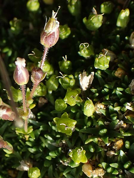 Sabulina glaucina \ Hgel-Frhlings-Miere, A Wölzer Tauern, Hoher Zinken 24.7.2021