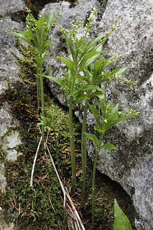 Mercurialis perennis \ Wald-Bingelkraut / Dog's Mercury, A Kärnten/Carinthia, Hochobir 19.5.2016