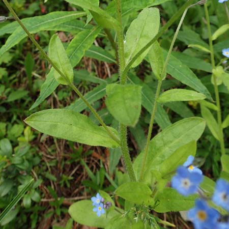 Myosotis alpestris \ Alpen-Vergissmeinnicht, A Rax 28.6.2020