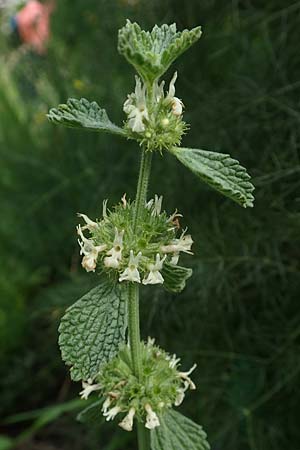 Marrubium vulgare \ Weier Andorn / White Horehound, A Bad Aussee Botan. Gar. 6.7.2020