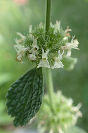 Marrubium vulgare \ Weier Andorn, A Bad Aussee Botan. Gar. 6.7.2020