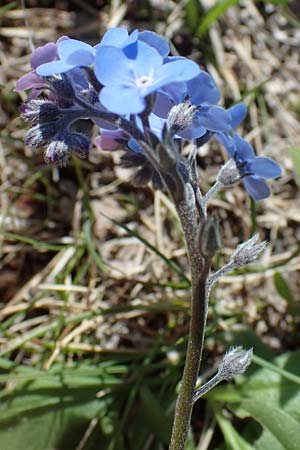 Myosotis alpestris \ Alpen-Vergissmeinnicht / Alpine Forget-me-not, A Seetaler Alpen, Zirbitzkogel 28.6.2021