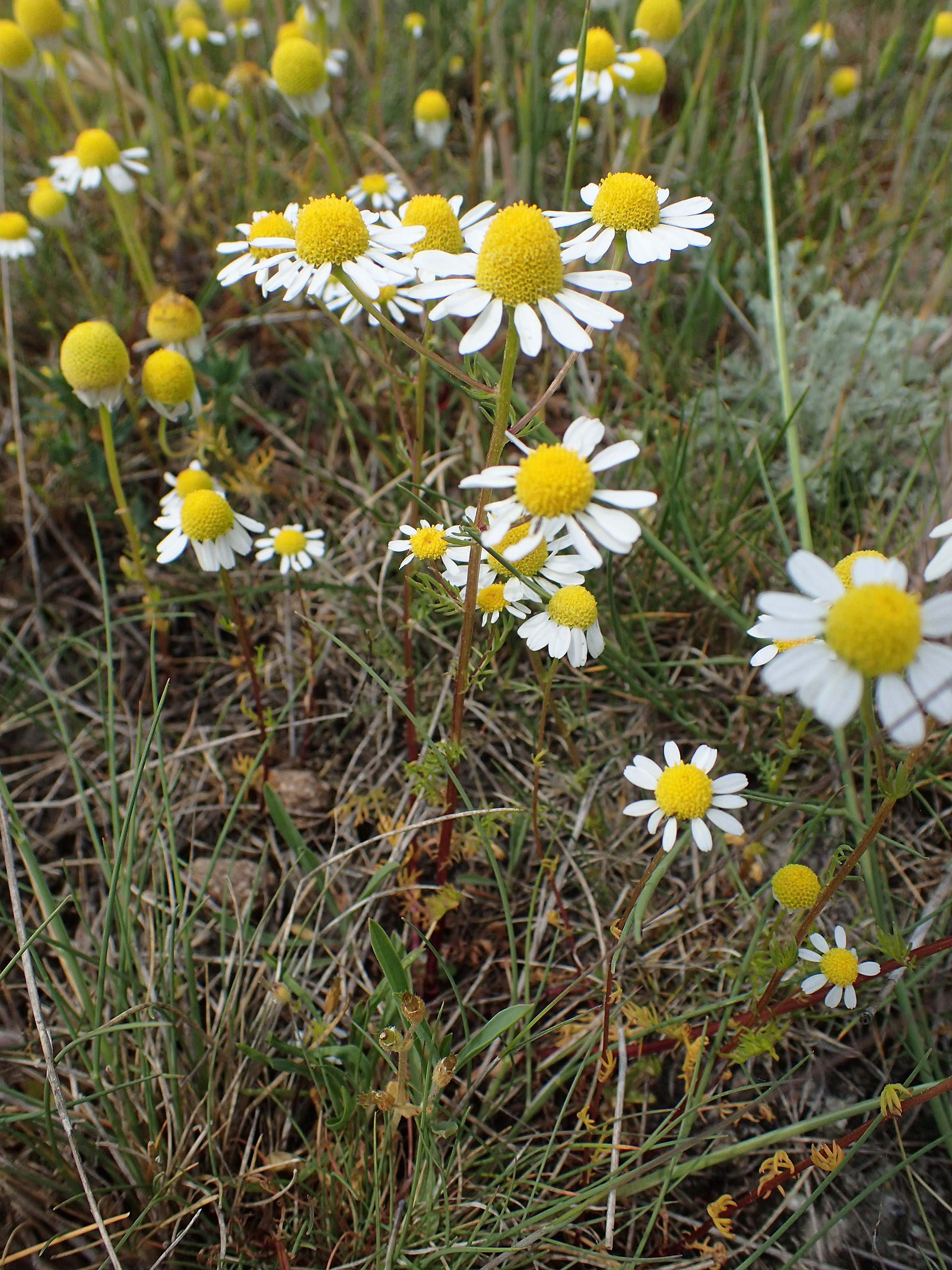 Matricaria chamomilla subsp. bayeri / Pannonian Mayweed, A Seewinkel, Apetlon 8.5.2022