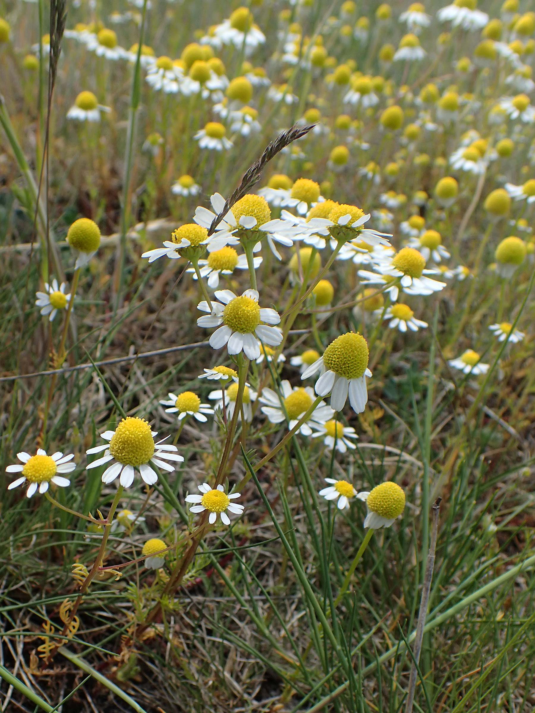 Matricaria chamomilla subsp. bayeri / Pannonian Mayweed, A Seewinkel, Apetlon 8.5.2022