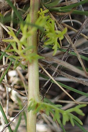 Matricaria chamomilla subsp. bayeri \ Pannonische Kamille, A Seewinkel, Apetlon 8.5.2022