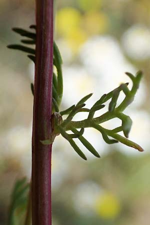 Matricaria chamomilla subsp. bayeri \ Pannonische Kamille, A Seewinkel, Apetlon 8.5.2022