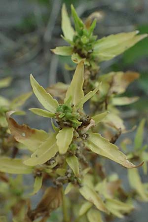 Mercurialis annua \ Einjhriges Bingelkraut / Annual Mercury, A St. Andrä 12.7.2023