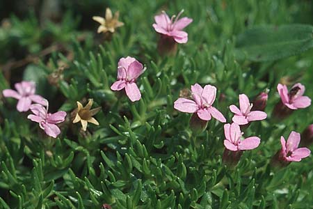 Silene acaulis / Moss Campion, A Großglockner 4.8.2004