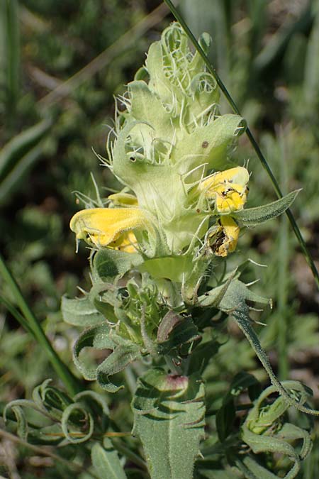 Melampyrum barbatum \ Bart-Wachtelweizen / Beard Cow-Wheat, A Gumpoldskirchen 15.5.2022