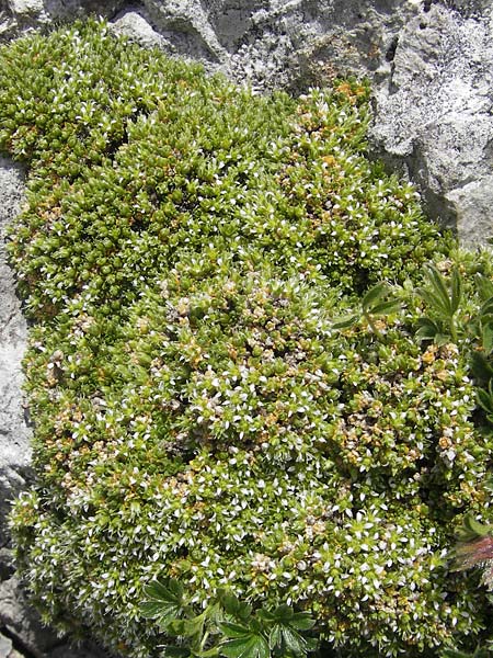 Minuartia cherlerioides \ Mannsschild-Miere / Cherler's Sandwort, A Trenchtling 3.7.2010