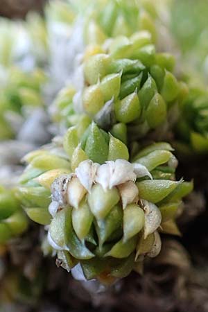 Saxifraga bryoides \ Moos-Steinbrech / Mossy Saxifrage, A Seetaler Alpen, Zirbitzkogel 28.6.2021