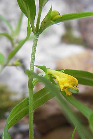 Melampyrum sylvaticum \ Wald-Wachtelweizen / Small Cow-Wheat, A Kärnten/Carinthia, Petzen 2.7.2010