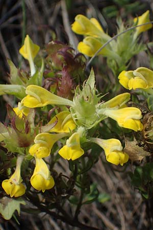 Melampyrum barbatum \ Bart-Wachtelweizen, A Breitenbrunn 24.9.2022