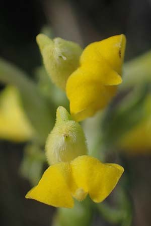 Melampyrum barbatum \ Bart-Wachtelweizen, A Breitenbrunn 24.9.2022