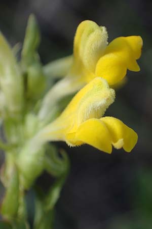 Melampyrum barbatum \ Bart-Wachtelweizen, A Breitenbrunn 24.9.2022