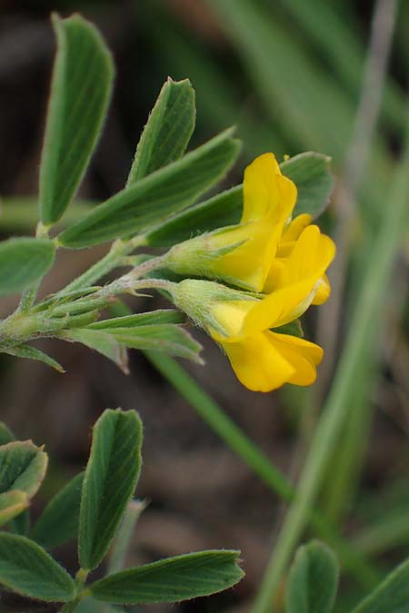 Ononis pusilla \ Zwerg-Hauhechel / Dwarf Restharrow, A Seewinkel, Podersdorf 28.9.2022