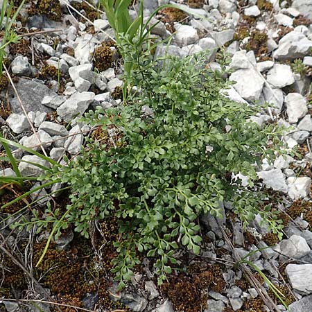 Asplenium ruta-muraria \ Gewhnliche Mauerraute / Wall-Rue, A Altaussee 9.7.2020