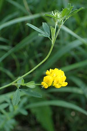 Medicago falcata / Sickle Medick, A Kraubath (Mur) 25.7.2021