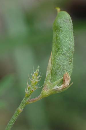 Medicago falcata \ Sichel-Klee, A Kraubath (Mur) 25.7.2021