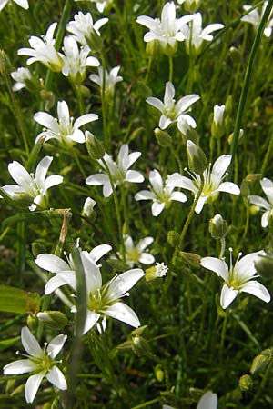 Sabulina austriaca \ sterreicher Miere / Austrian Sandwort, A Kärnten/Carinthia, Petzen 2.7.2010