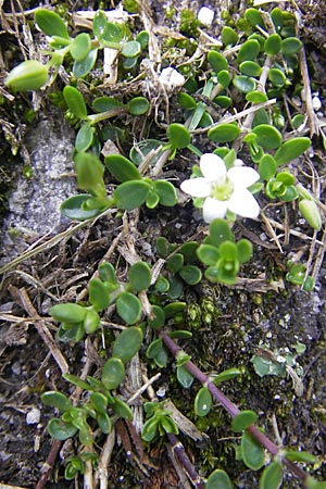 Arenaria biflora \ Zweibltiges Sandkraut, A Malta - Tal 19.7.2010