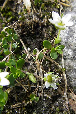 Arenaria biflora \ Zweibltiges Sandkraut / Two-Flowered Sandwort, A Malta - Tal / Valley 19.7.2010