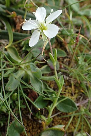 Minuartia verna subsp. verna \ Hügel-Frühlings-Miere, A Trenchtling 3.7.2019