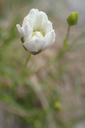 Caryophyllaceae spec1 ? \ Nelkengewchs / Campion-Family, A Trenchtling 3.7.2019