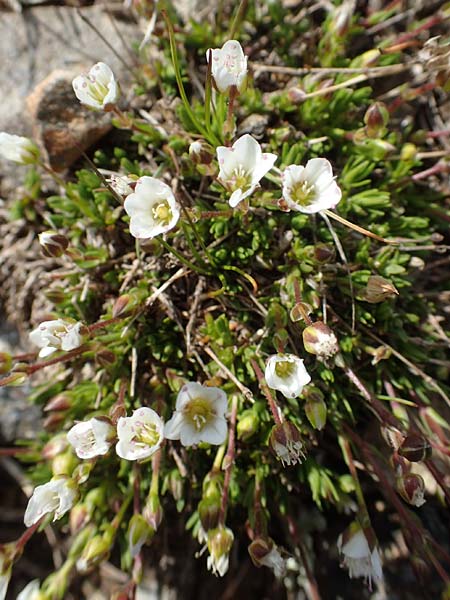 Sabulina glaucina / Hill Spring Sandwort, A Wölzer Tauern, Hoher Zinken 24.7.2021