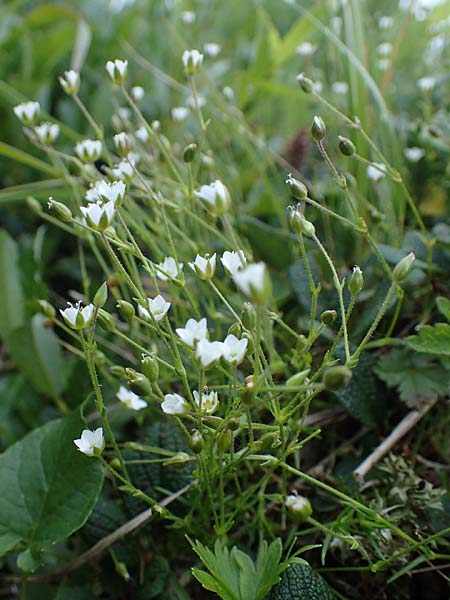 Sabulina verna s.l. \ Hgel-Frhlings-Miere / Hill Spring Sandwort, A Eisenerzer Reichenstein 28.7.2021