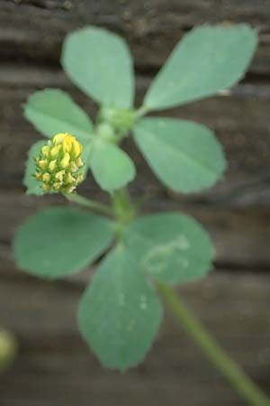 Medicago lupulina \ Hopfenklee, Hopfen-Luzerne / Black Medick, A Seewinkel, Mönchhof 13.7.2023