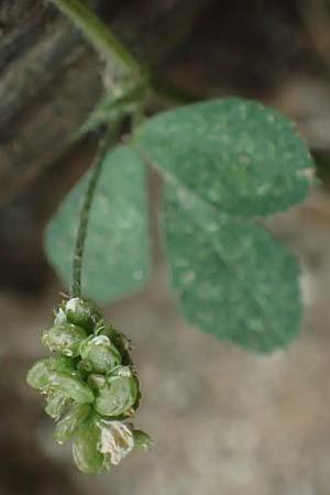 Medicago lupulina \ Hopfenklee, Hopfen-Luzerne, A Seewinkel, Mönchhof 13.7.2023