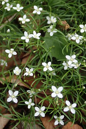 Moehringia muscosa \ Moos-Nabelmiere / Mossy Sandwort, A Kärnten/Carinthia, St. Paul im Lavanttal 16.5.2016