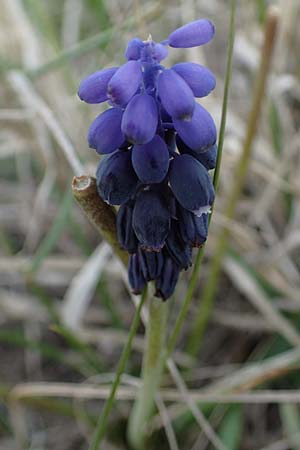 Muscari neglectum \ bersehene Traubenhyazinthe, Weinbergs-Trubel / Grape Hyacinth, A Seewinkel, Apetlon 8.5.2022