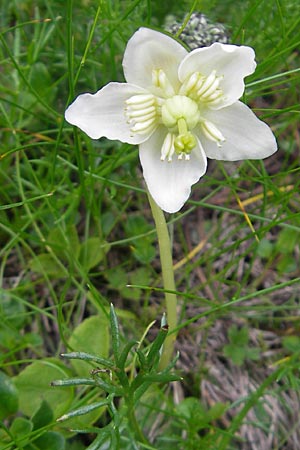 Moneses uniflora \ Einbltiges Wintergrn, Moosauge, A Kärnten, Petzen 2.7.2010