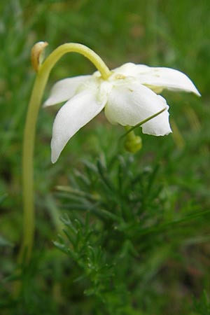 Moneses uniflora \ Einbltiges Wintergrn, Moosauge, A Kärnten, Petzen 2.7.2010